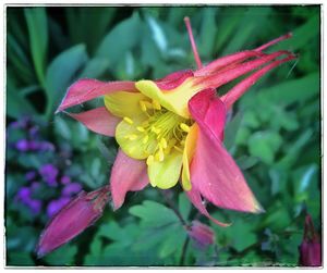 Close-up of day lily blooming outdoors