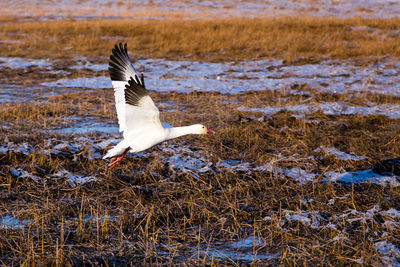 Snow goose soaring over the banks of the st. lawrence river at low tide during a sunny morning