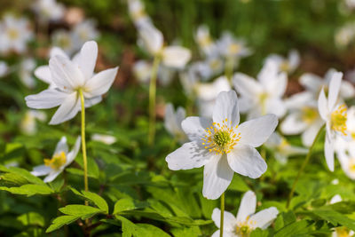 Close-up of white flowering plant