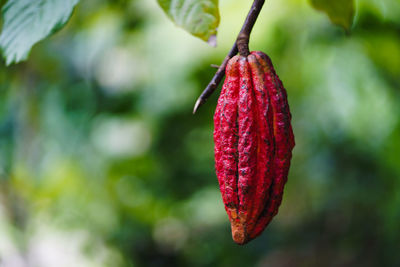 Close-up of red berries on plant