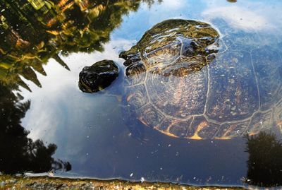 High angle view of turtle in lake