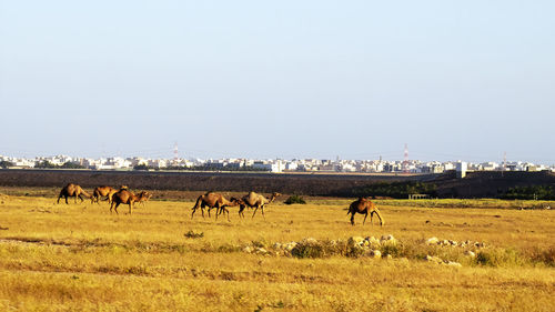 Camels grazing in a field