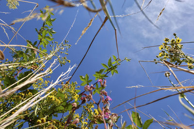 Low angle view of flowering plants against blue sky