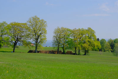 Trees on field against sky