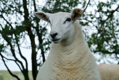 Close-up of a sheep looking to the side