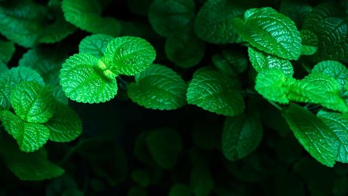 Full frame shot of fresh green leaves