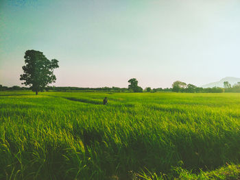 Scenic view of agricultural field against sky