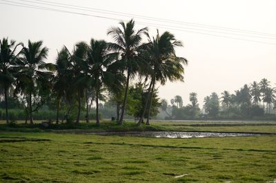 Scenic view of palm trees on landscape against sky