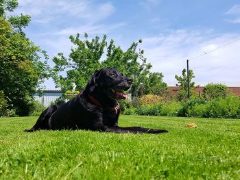 Dog sitting on field against sky