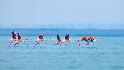 Group of birds on the sea