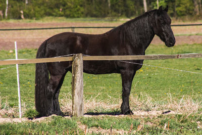 Horse in a field