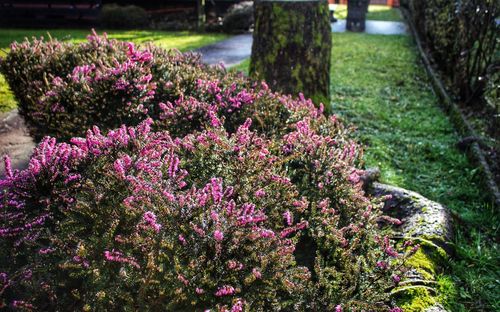 Purple flowering plants in park