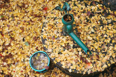 High angle view of autumn leaves