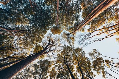 Low angle view of trees against sky