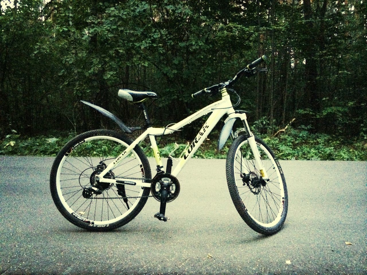 bicycle, transportation, mode of transport, land vehicle, stationary, tree, parked, parking, day, outdoors, nature, no people, wheel, growth, cycle, tranquility, travel, tree trunk, street, road