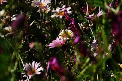 Close-up of pink flowers