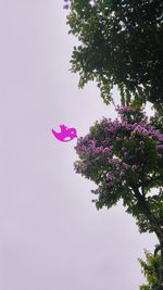 Low angle view of pink flowers blooming on tree