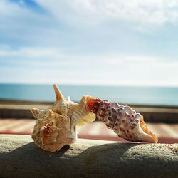 Close-up of seashell on beach