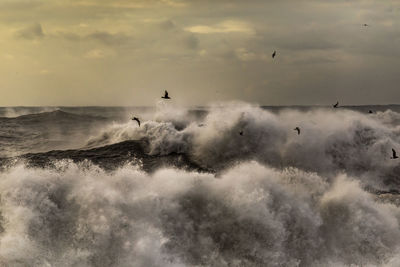 Flock of birds flying over wavy sea in mountainous area in winter during sunset in iceland