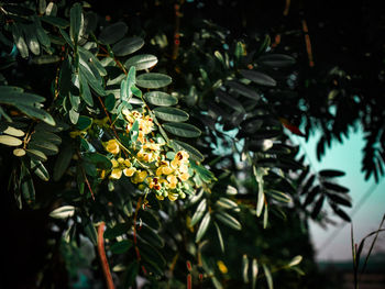 Close-up of flowering plant on tree