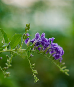 Close-up of purple flowering plant