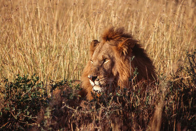 Close-up of sunset-lit male lion resting in grass.