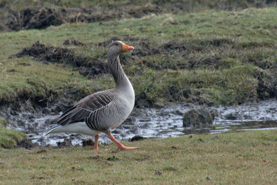 Mallard duck on field