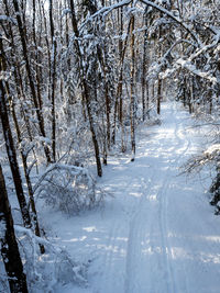Snow covered trees in forest