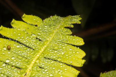 Close-up of raindrops on leaves