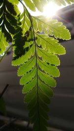 Close-up of fern leaves