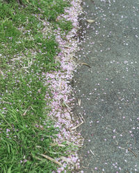 High angle view of flowering plants on land