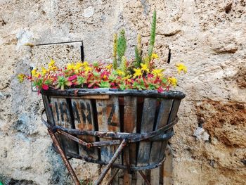 flowering plant