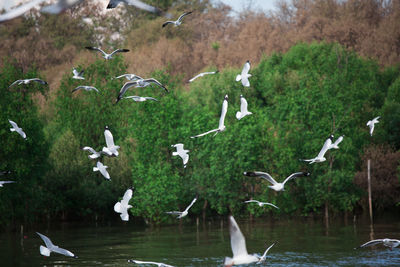 Birds flying over lake against trees