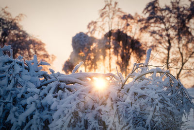 Snow covered plants against sky during sunset