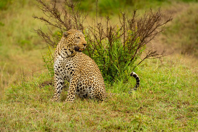 Leopard sits on grassy bank looking right