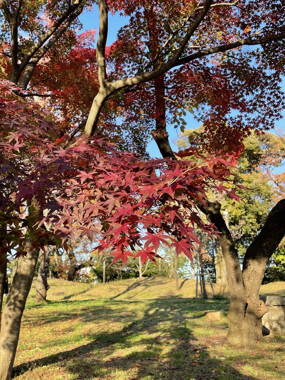 tree, plant, autumn, leaf, growth, nature, branch, day, beauty in nature, no people, low angle view, flower, tranquility, sunlight, tree trunk, trunk, outdoors, plant part, woodland, maple, sky, land