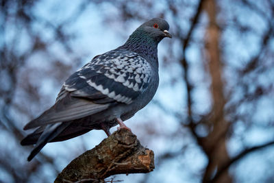Close-up of bird perching on branch