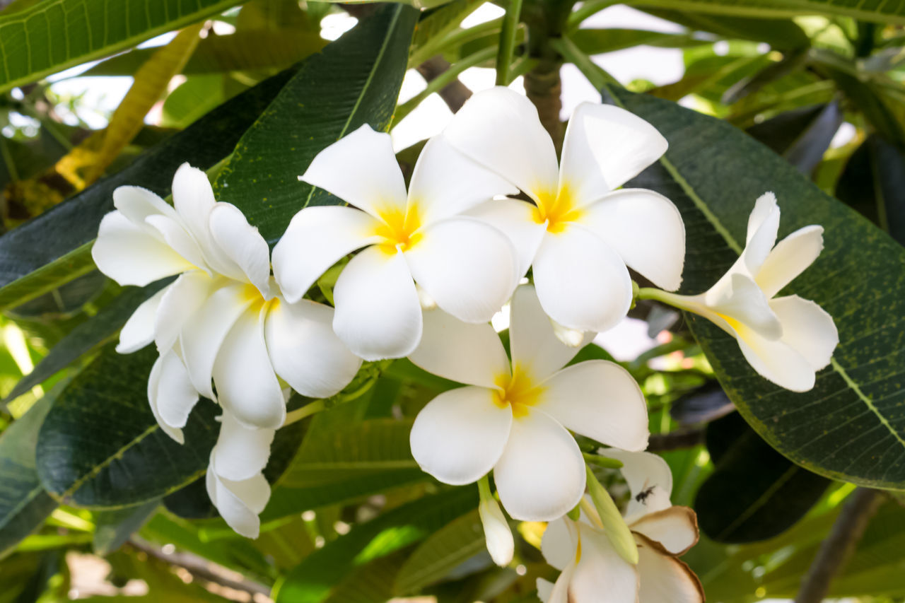 CLOSE-UP OF WHITE FRANGIPANI FLOWERS