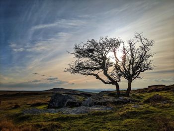 Tree on field against sky during sunset