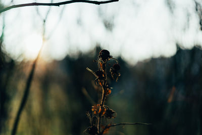 Close-up of dried plant against blurred background