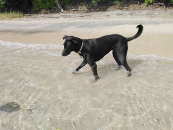 Black dog standing on land