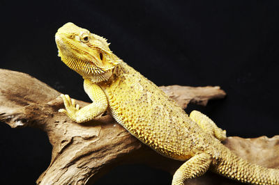 Close-up of bearded dragon on branch against black background