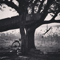 Trees on field