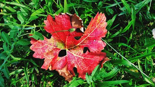 Close-up of leaves on field