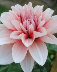 Close-up of pink flower blooming outdoors