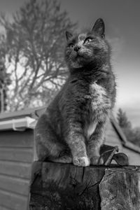 Cat sitting on a tree