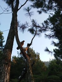 Low angle view of tree against sky
