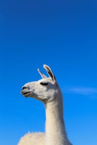 Close-up of a llama against blue sky