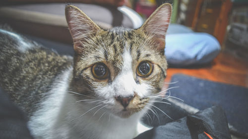 Close-up portrait of cat