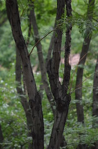 Close-up of tree trunk in forest